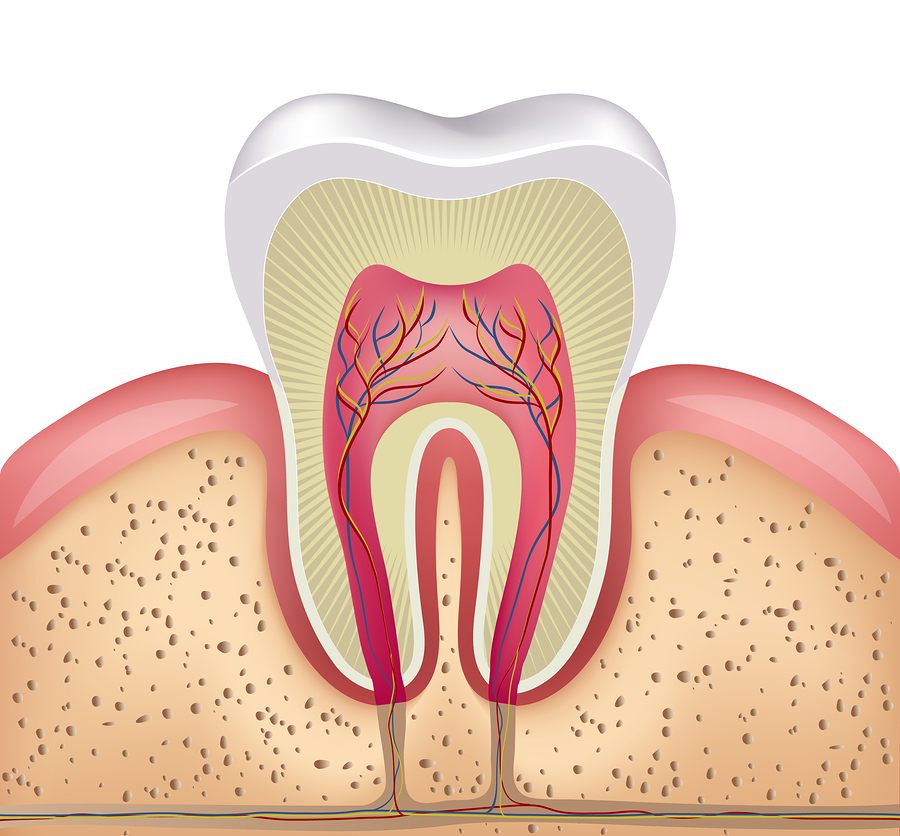 illustration of healthy tooth, general dentistry at ProDental, dentist in Baytown, TX